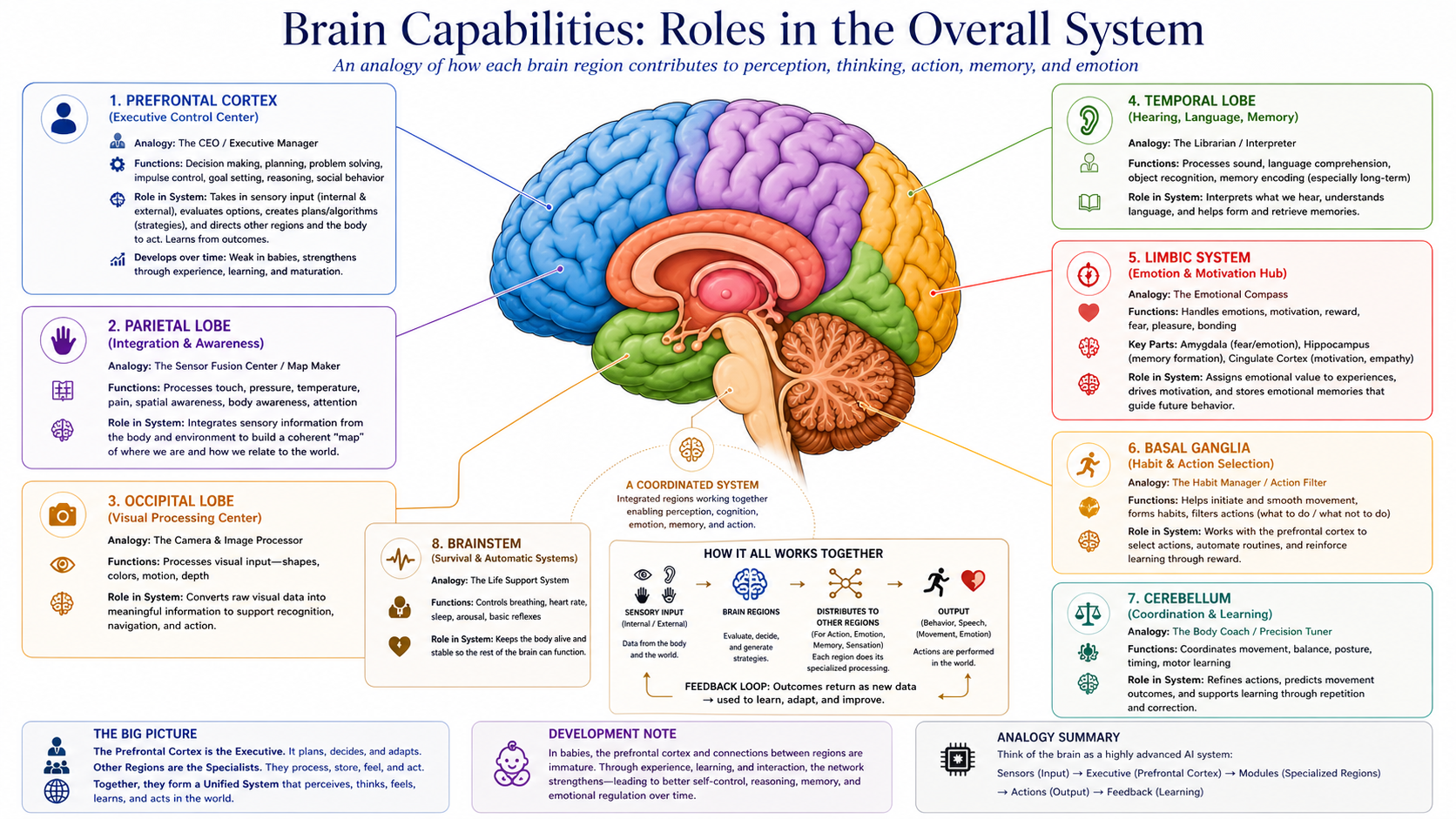 Brain capabilities analogy showing different regions and roles in perception, thinking, action, memory, and emotion